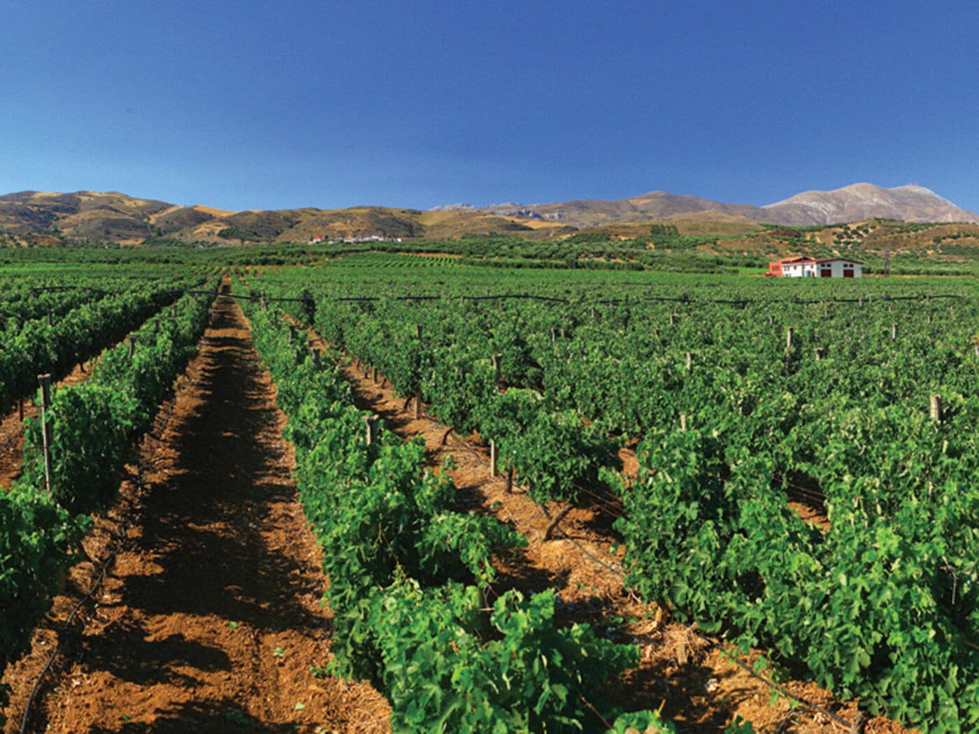 Winery 3