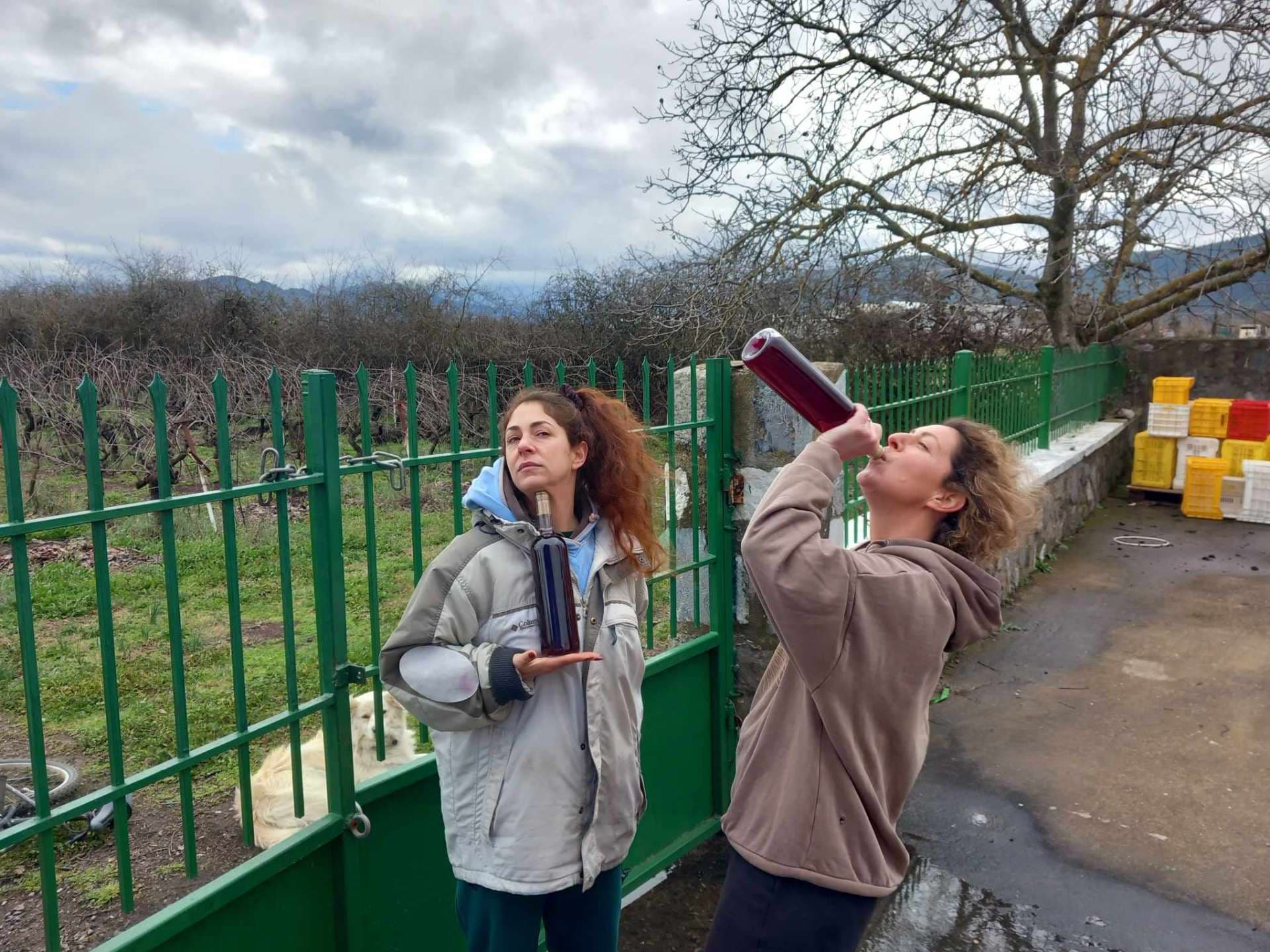 Kalogris Organic Winery - 12