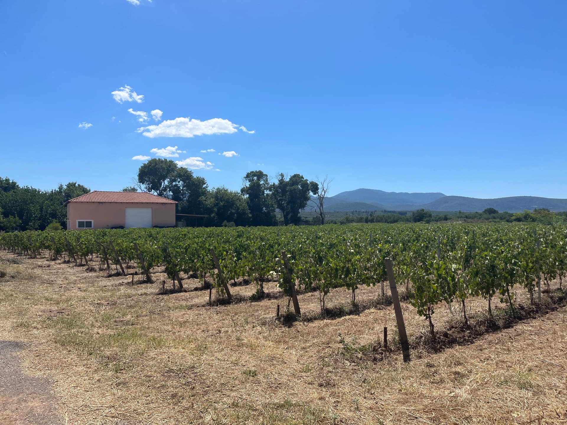 Estate Oinotropai - 6