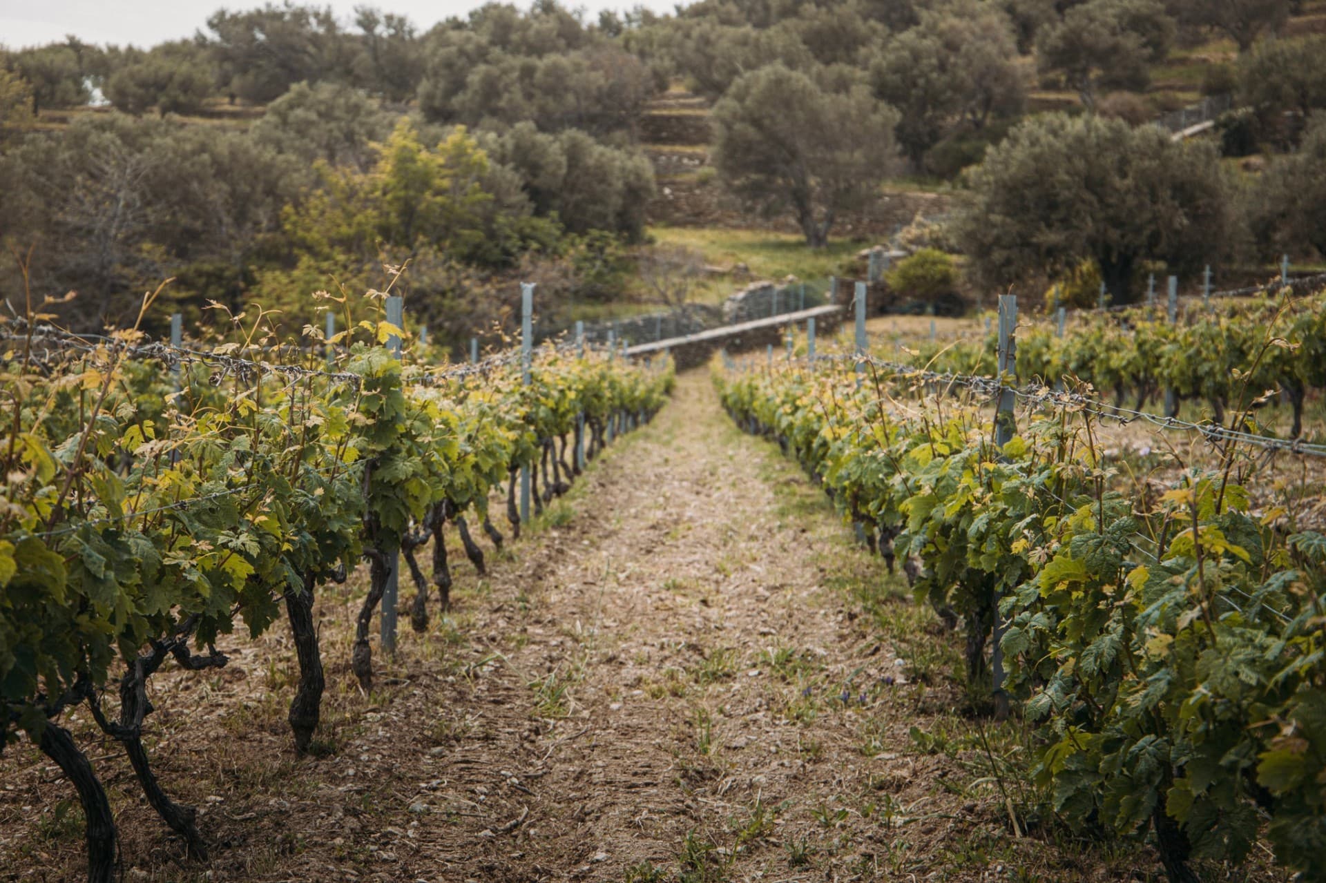 Kourtesis Wine Estate - 7