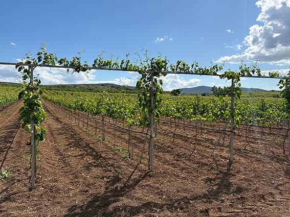 Armathos Winery - 14