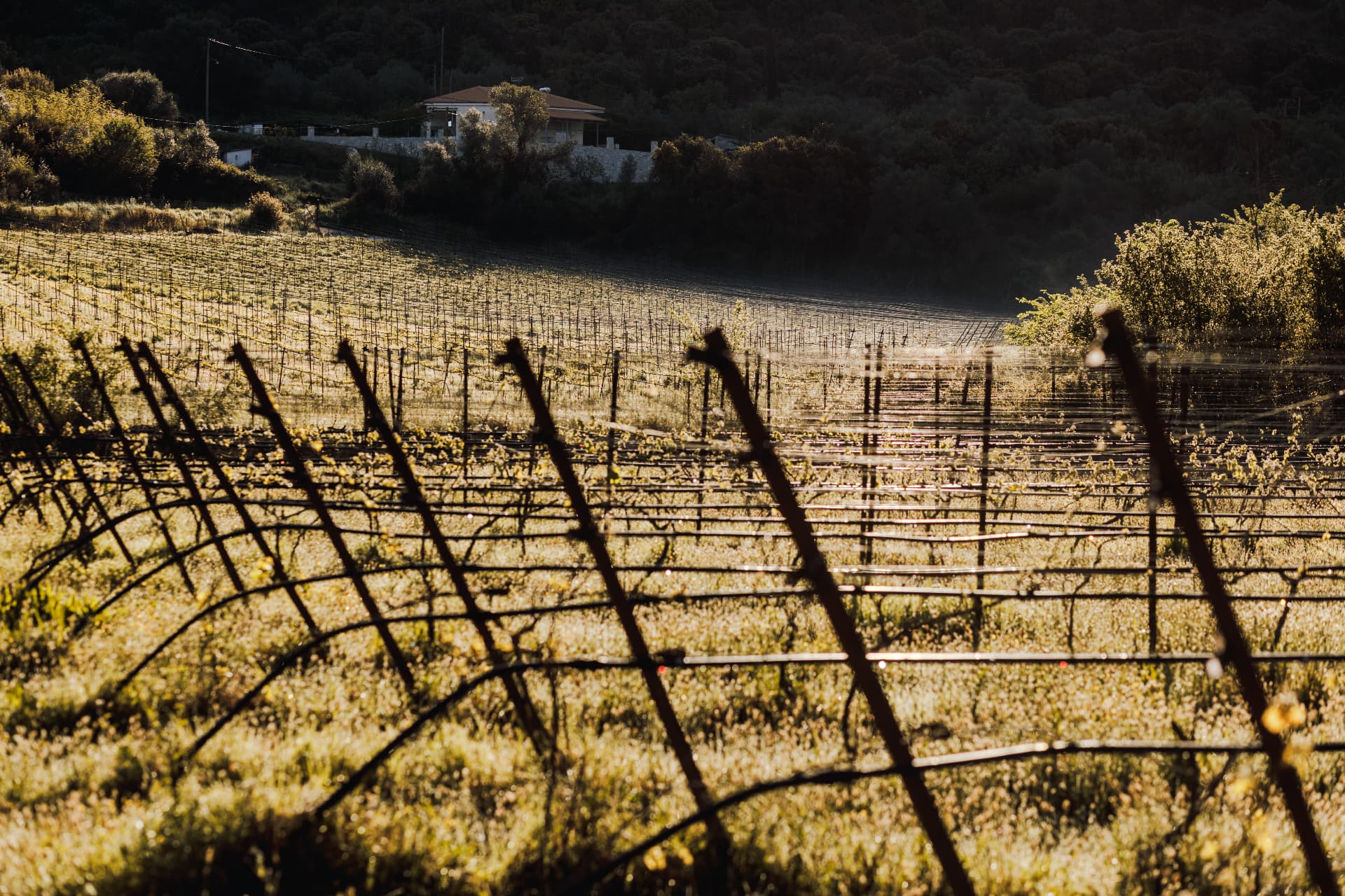 Zervas Winery - 19