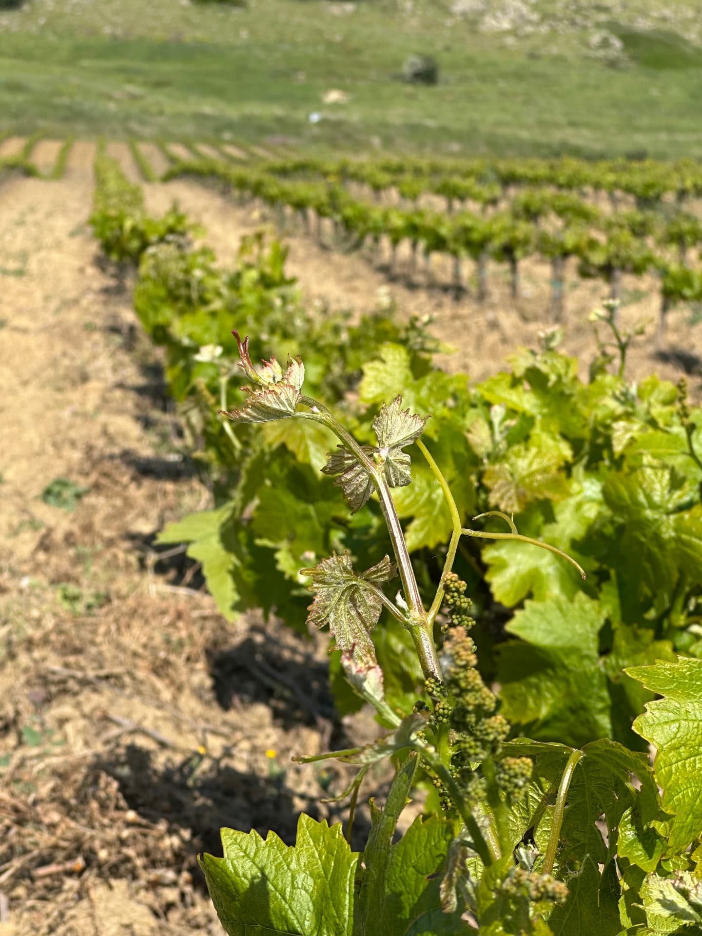 Garalis Winery - 6