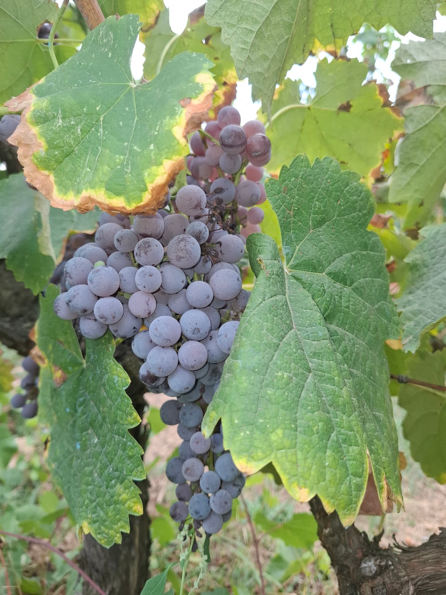 Kalogris Organic Winery - 23