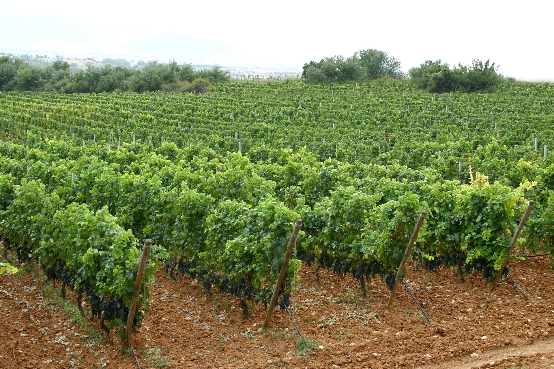 ESTATE MANOLESAKIS - 8