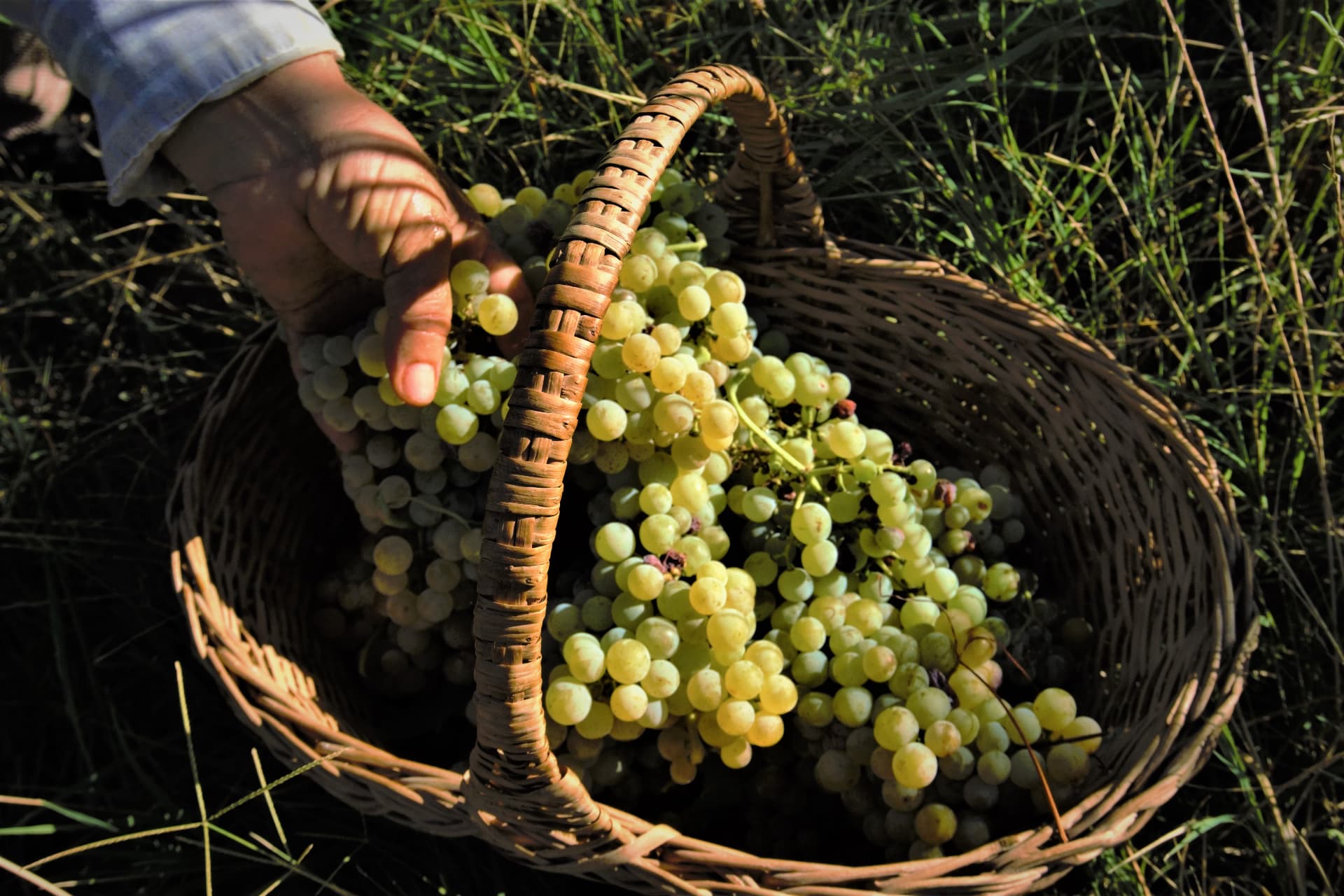 Zervas Winery - 2