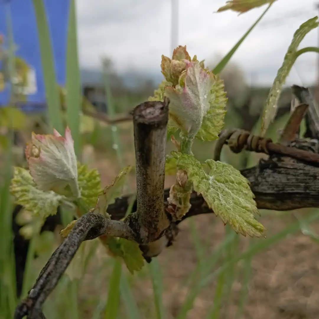 Kalogris Organic Winery - 3