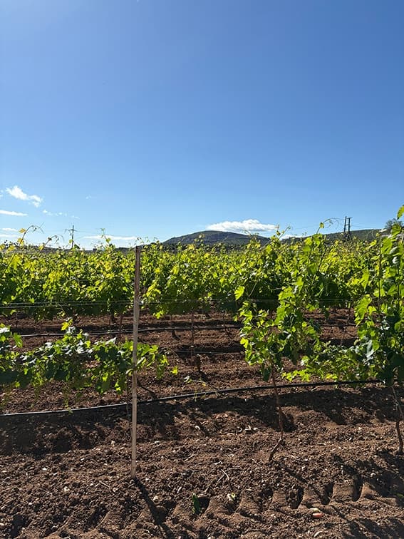 Armathos Winery - 17
