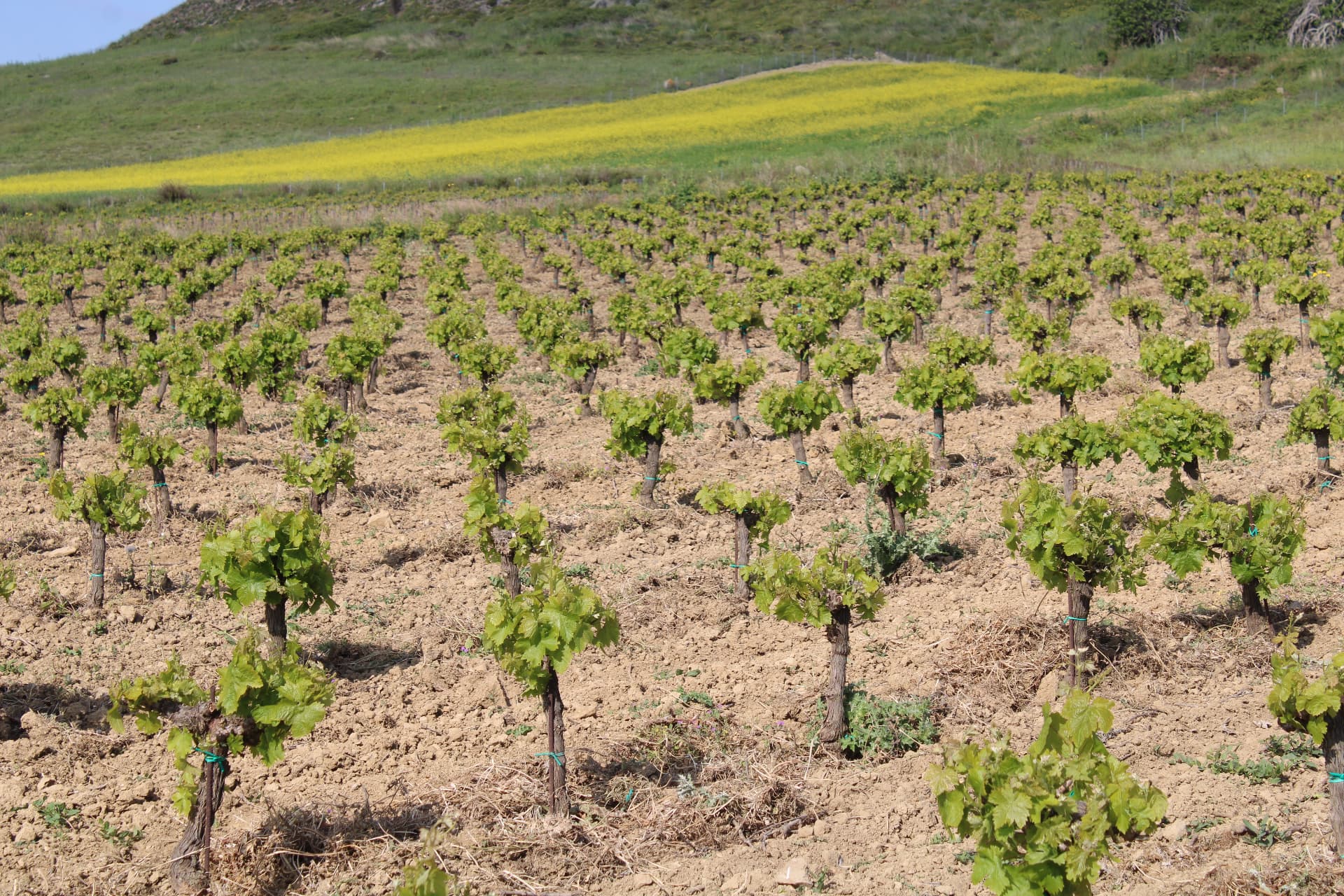 Garalis Winery - 15