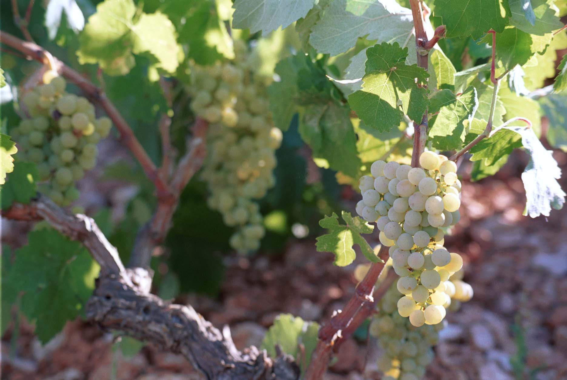 Gentilini Winery & Vineyards - 2