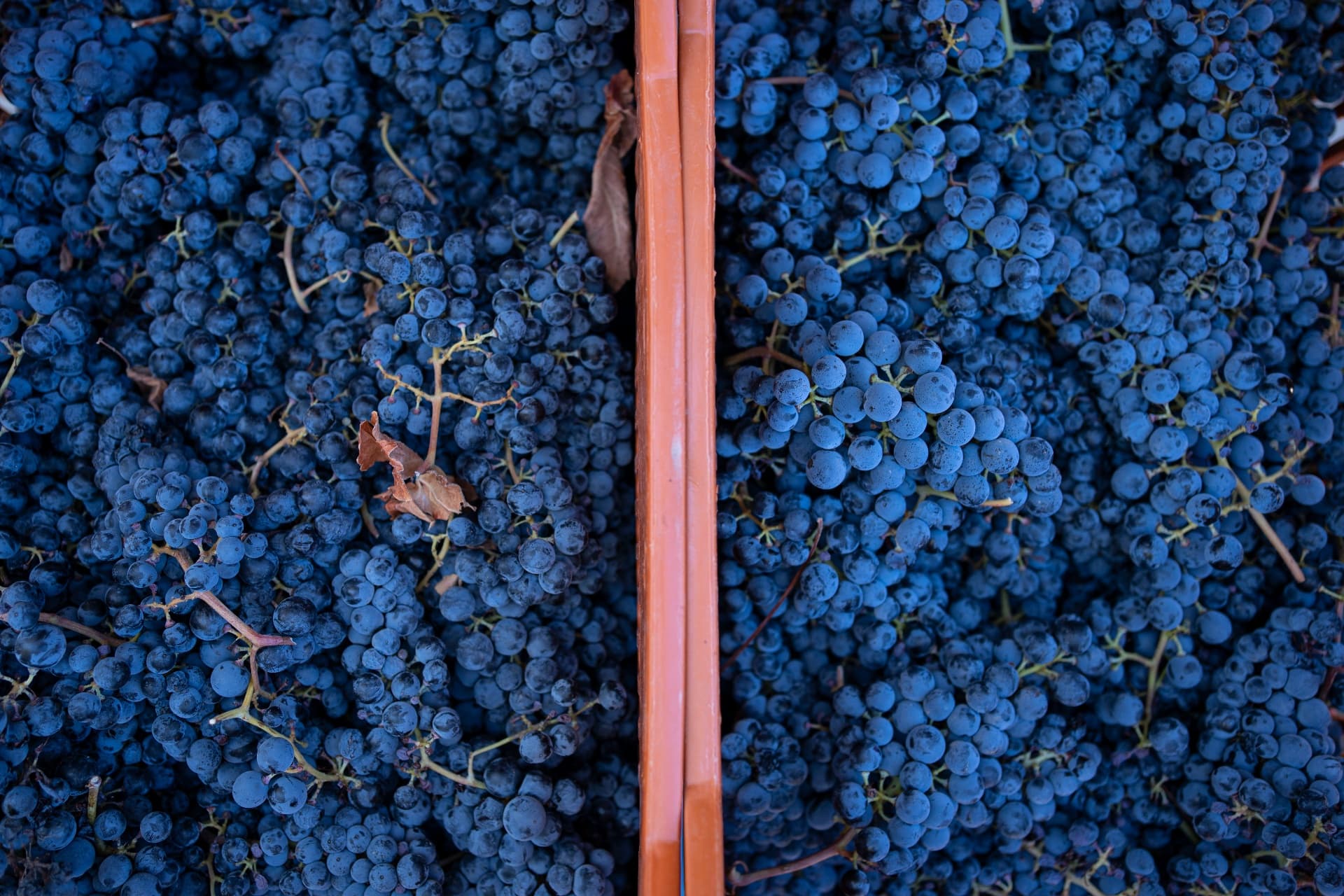 Superior Tasting