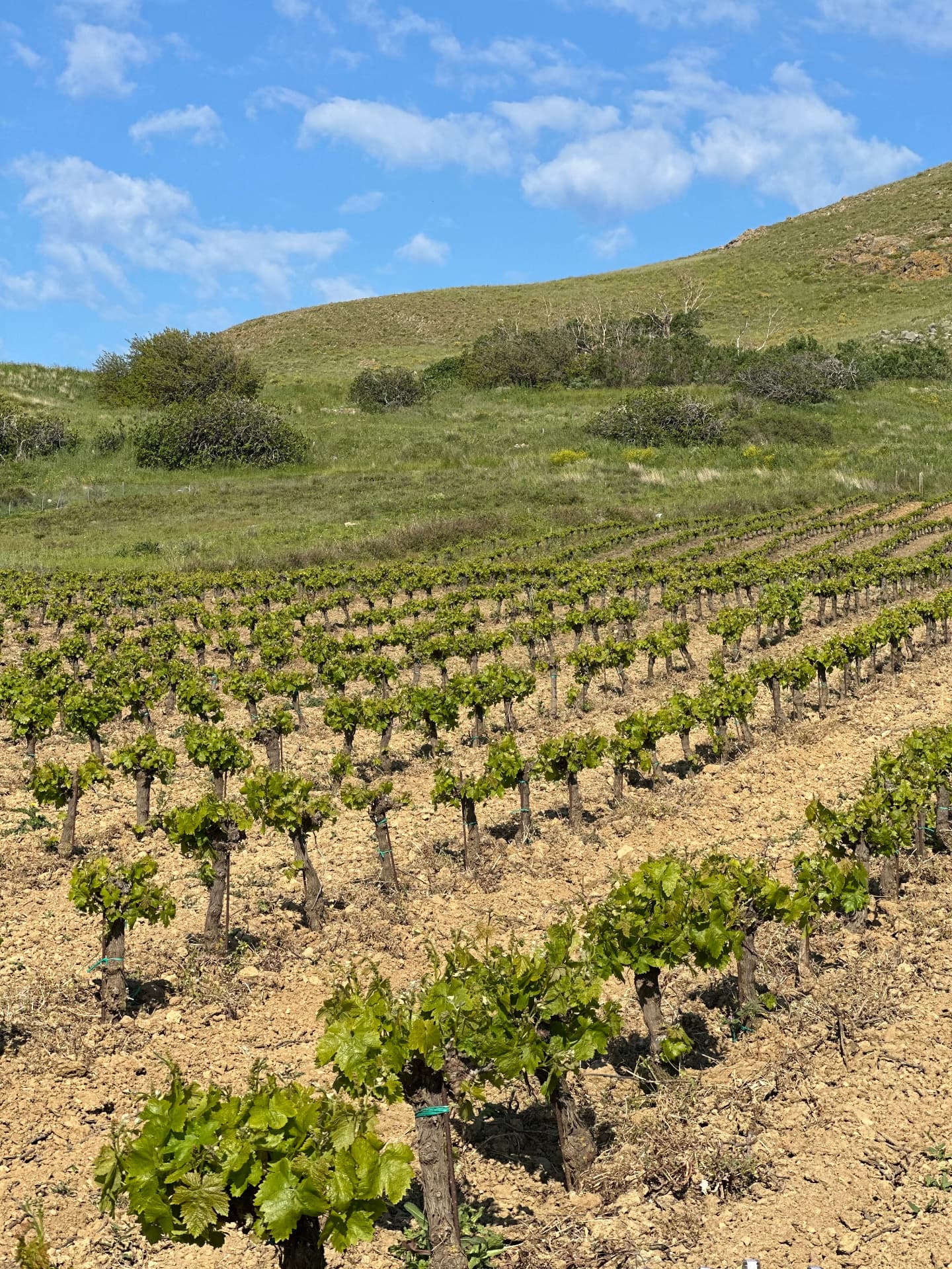 Garalis Winery - 7