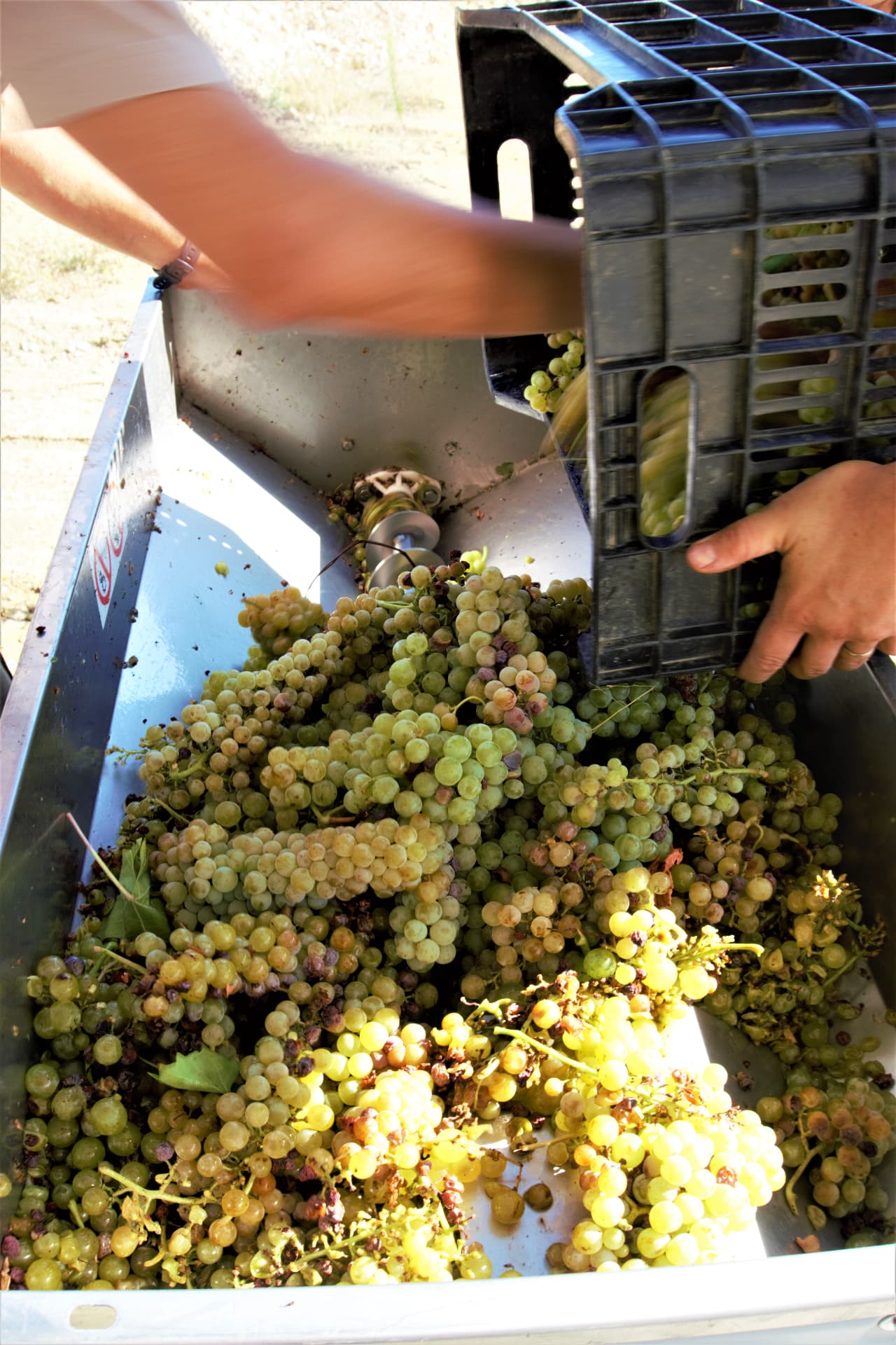 Zervas Winery - 3