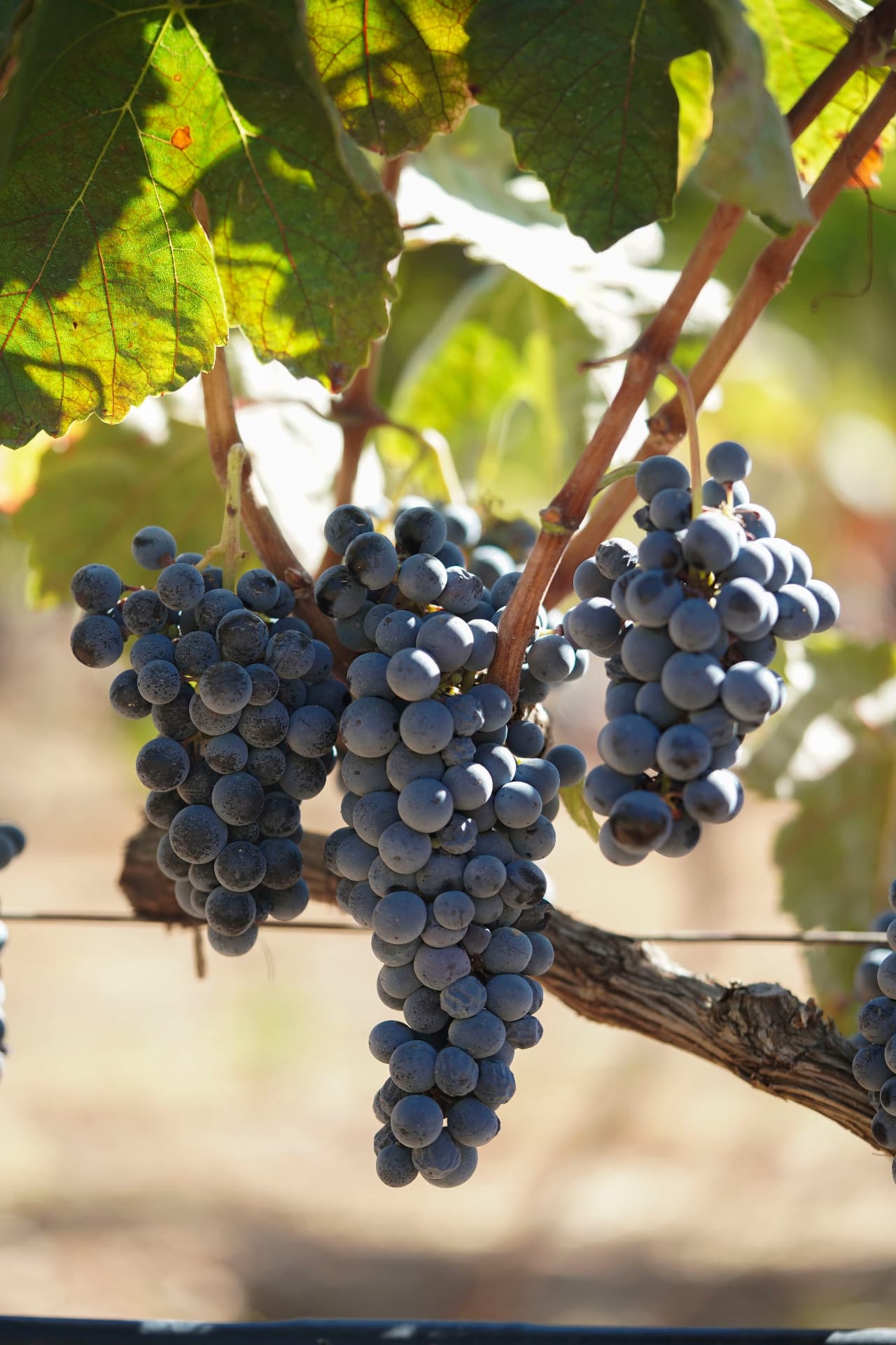 Gentilini Winery & Vineyards - 13