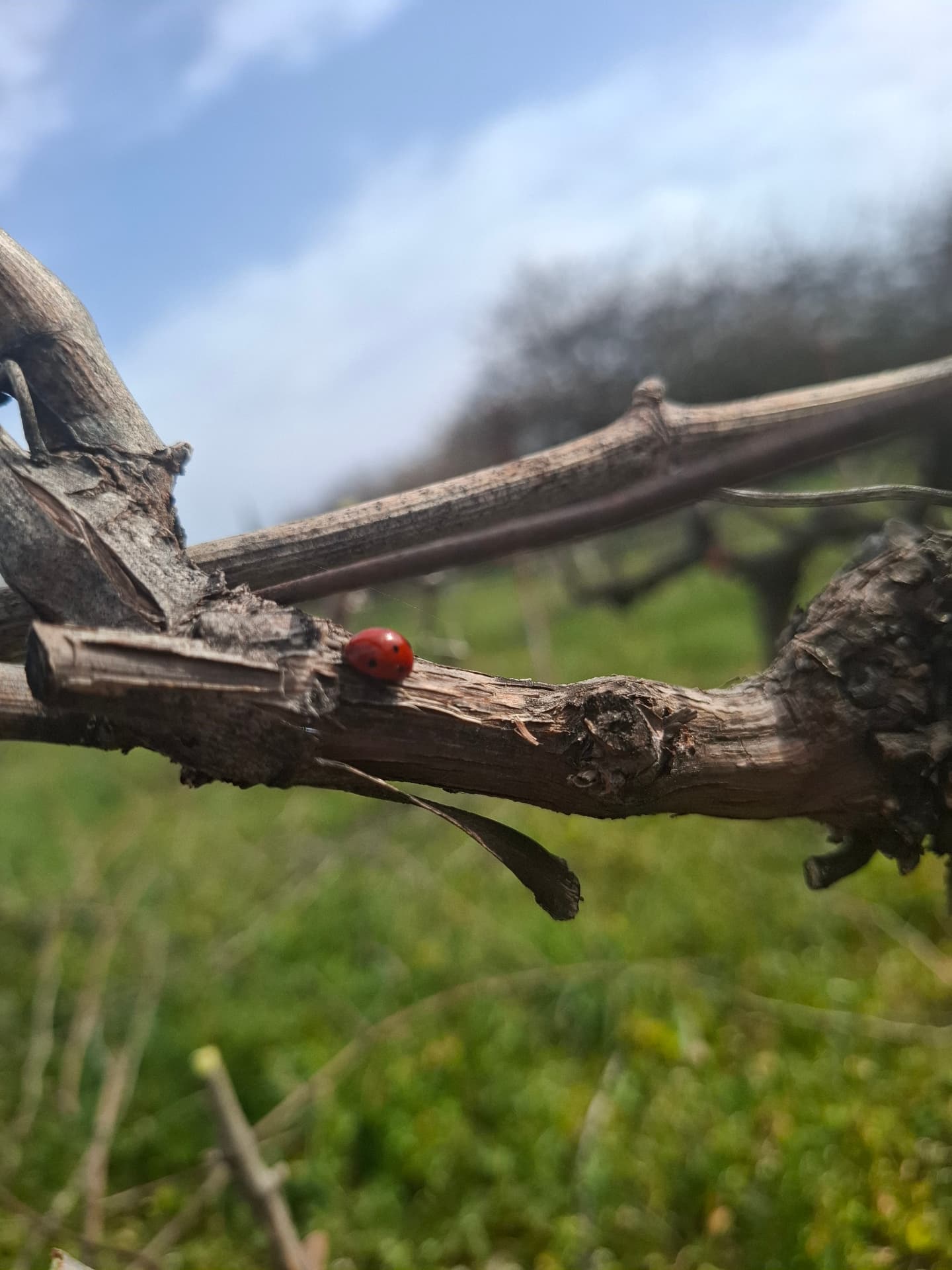 Kalogris Organic Winery - 16