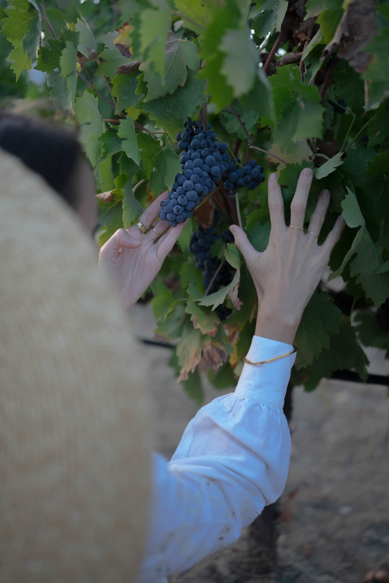 BARAFAKAS WINERY - 11