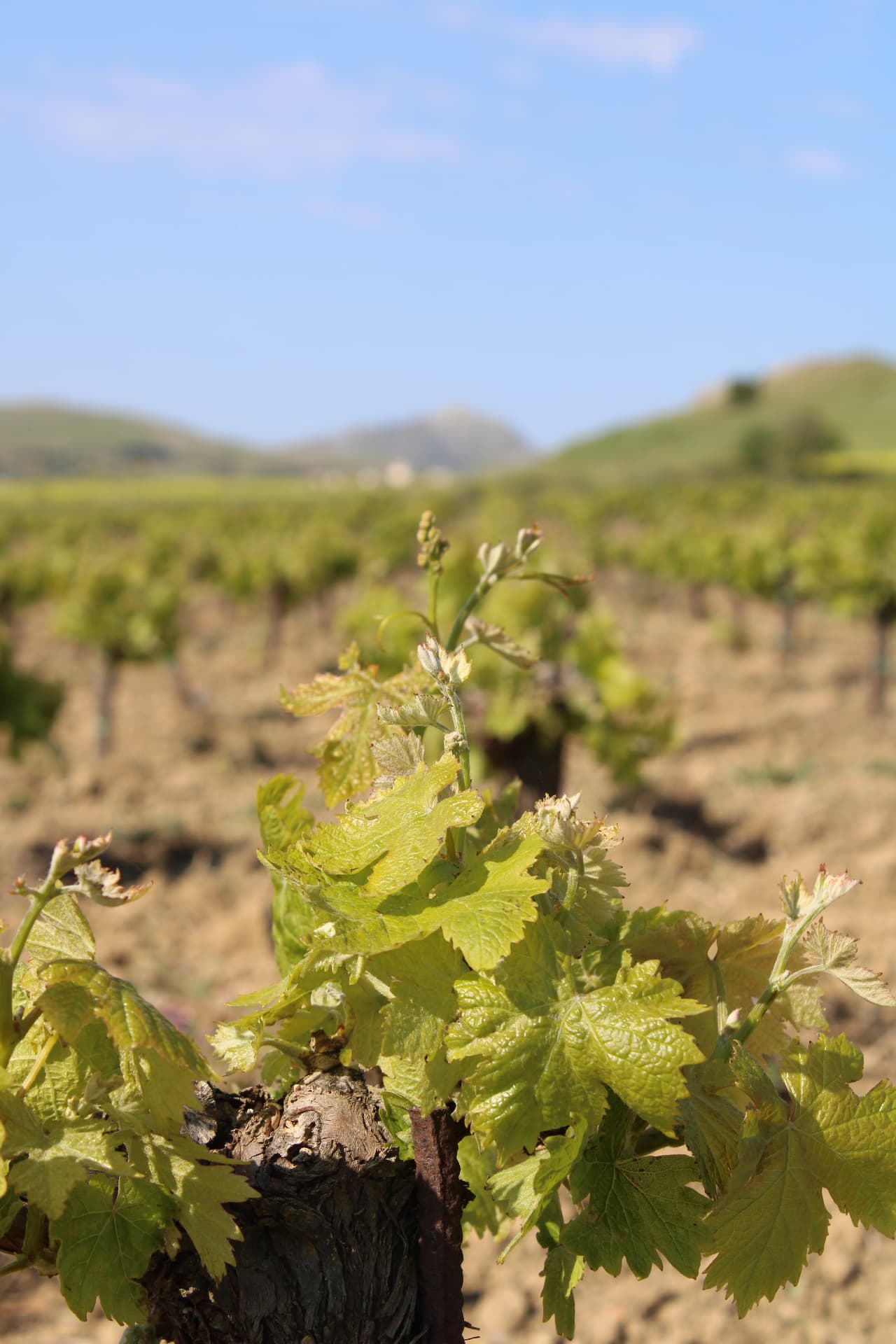 Garalis Winery - 5