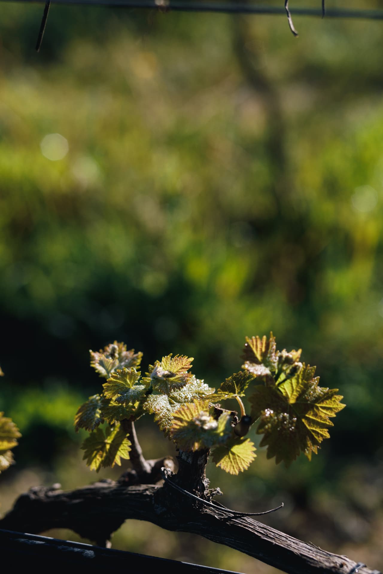 Zervas Winery - 16