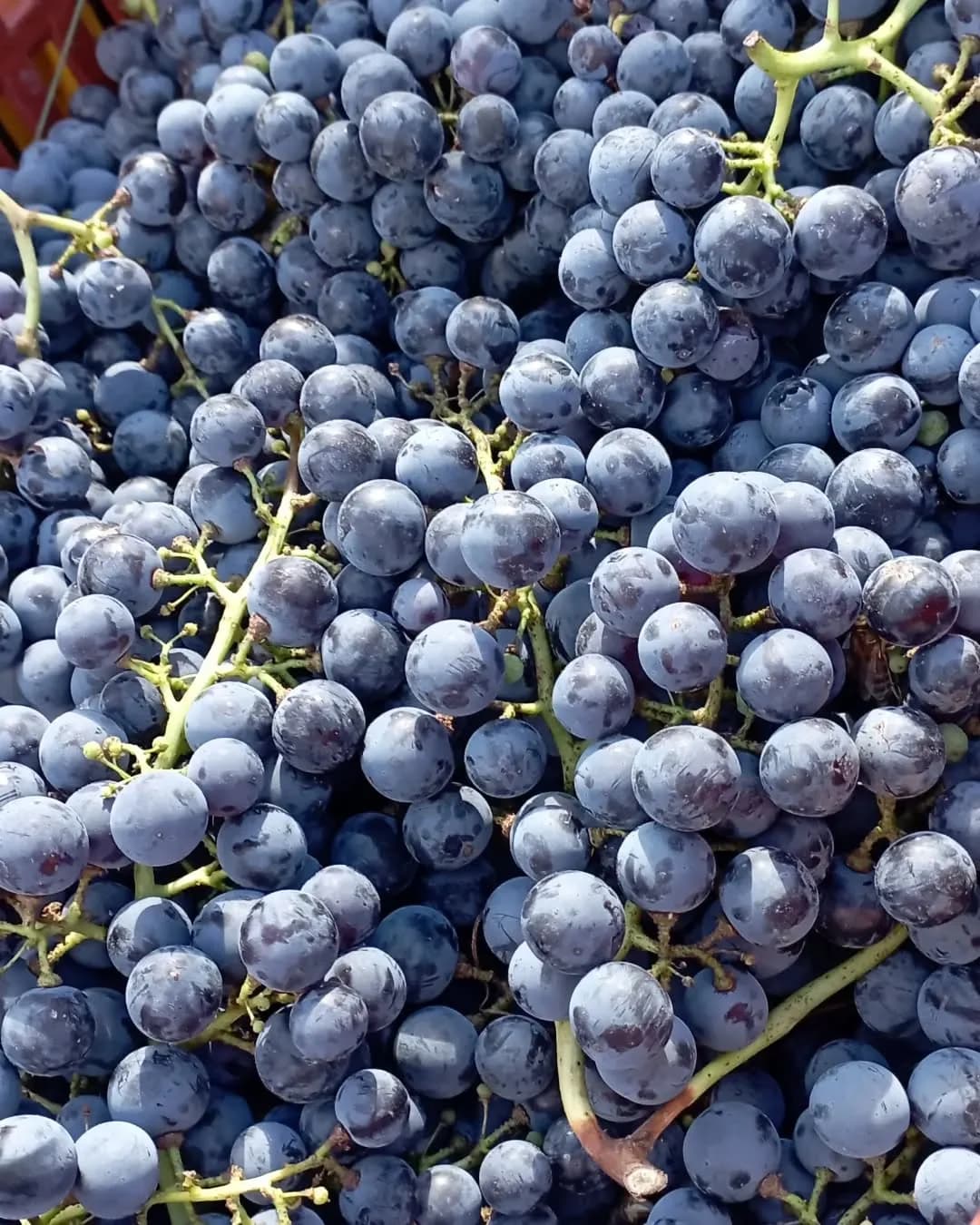 Kalogris Organic Winery - 9