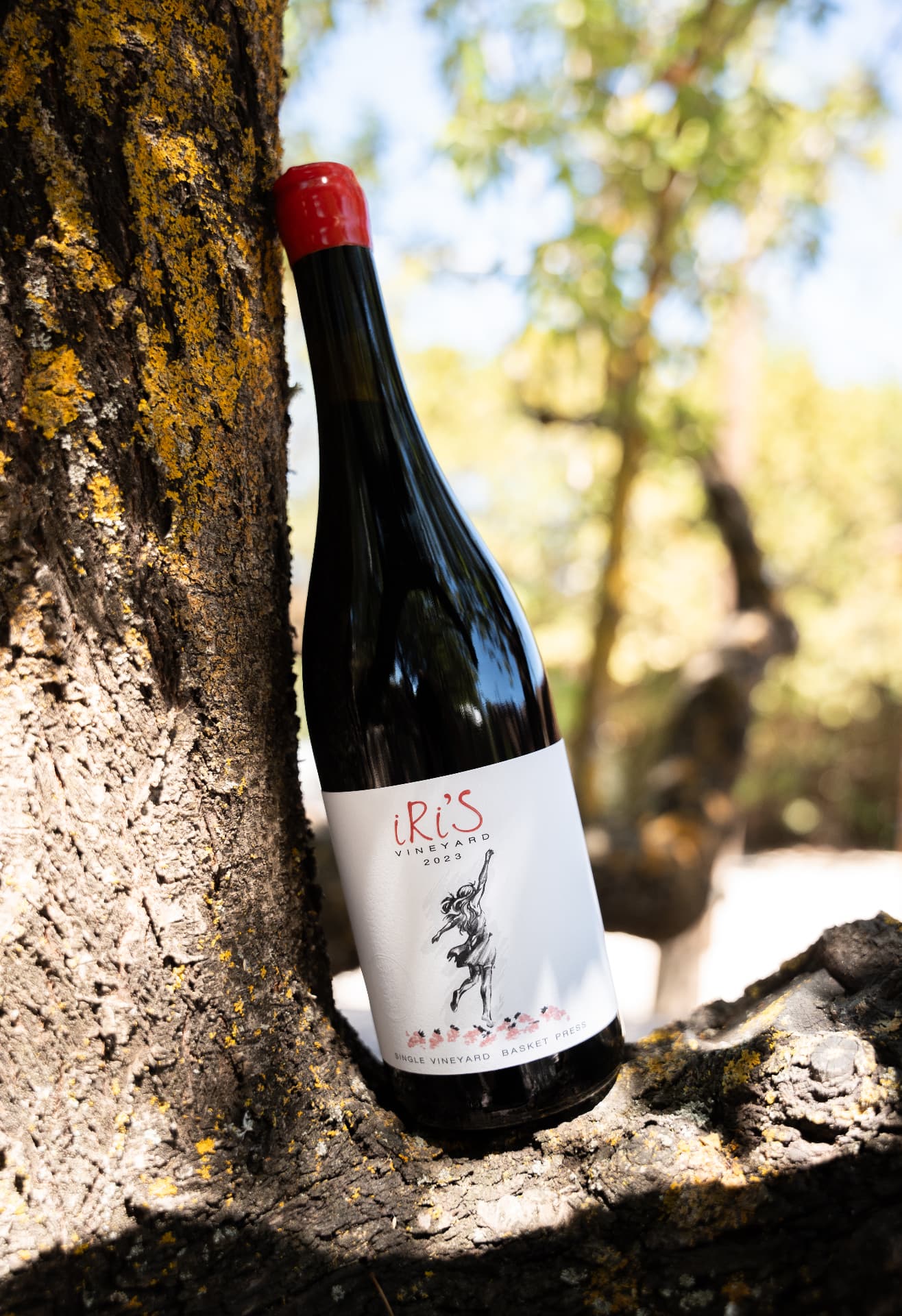 Gentilini Winery & Vineyards - 8
