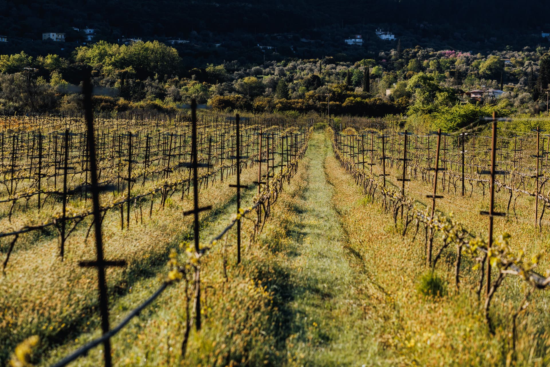 Zervas Winery - 15