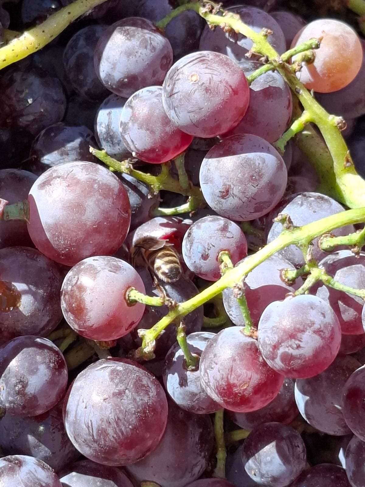 Kalogris Organic Winery - 20