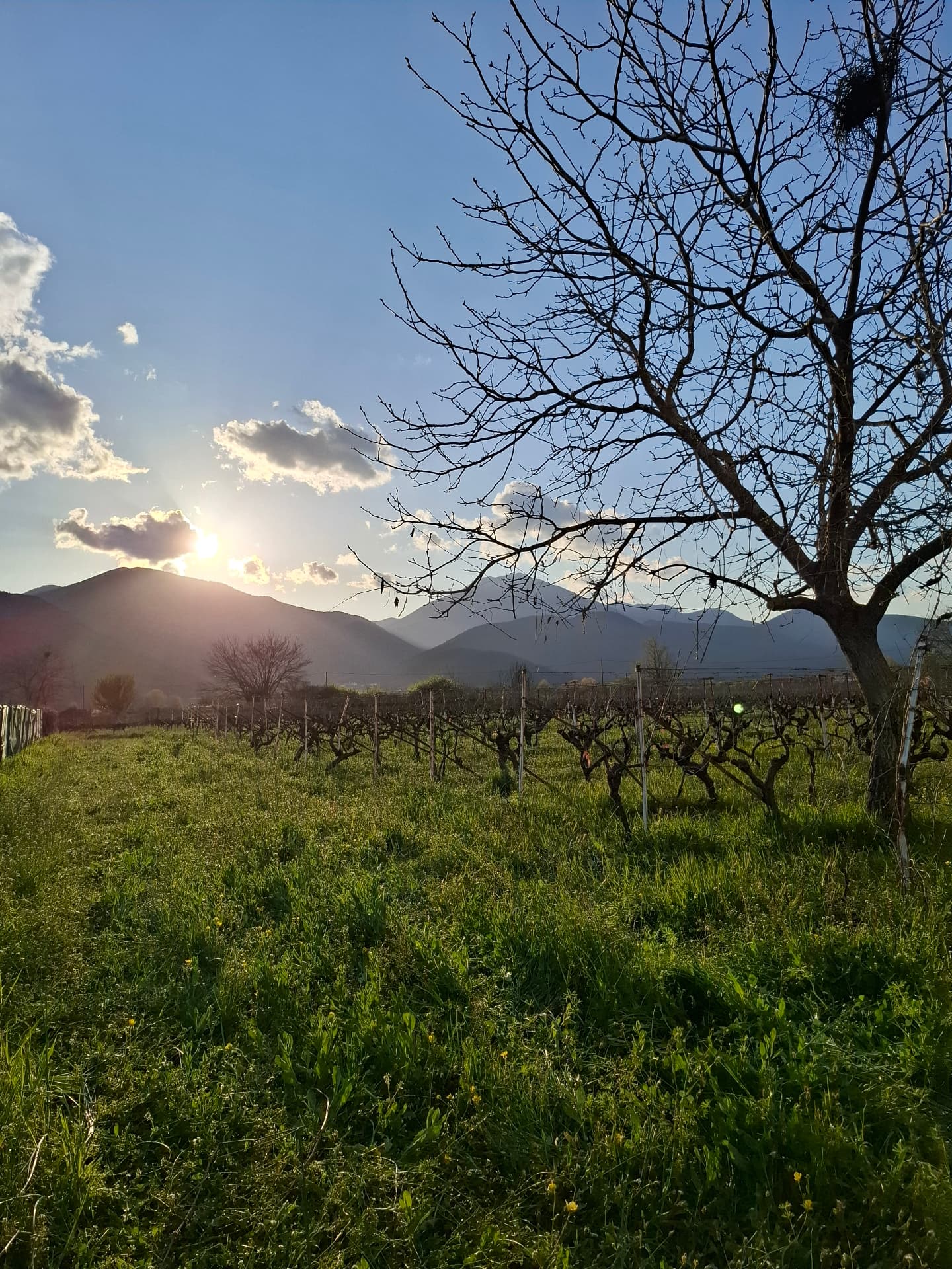 Kalogris Organic Winery - 6