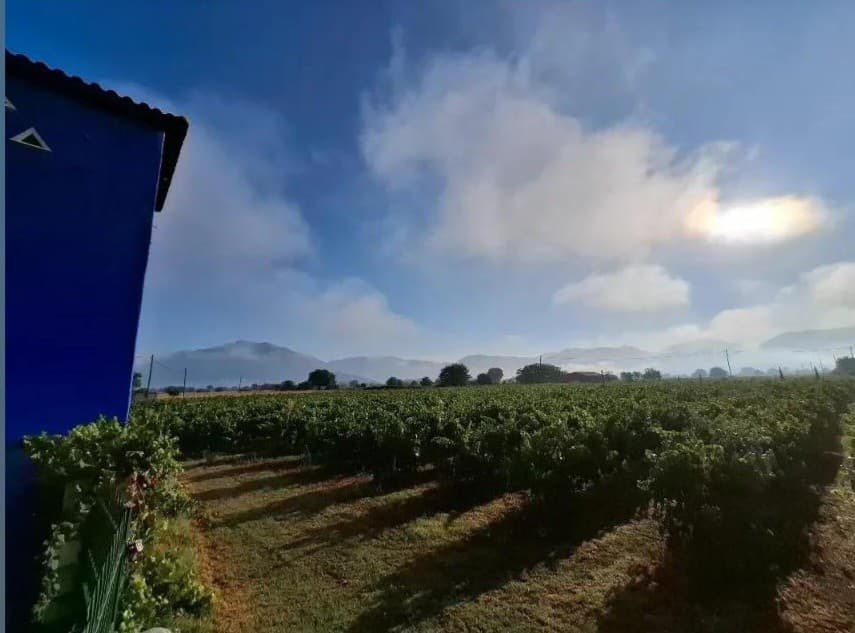 Kalogris Organic Winery - 37