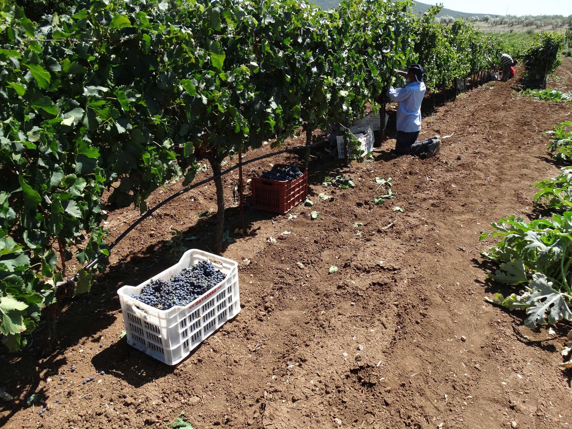 Armathos Winery - 2