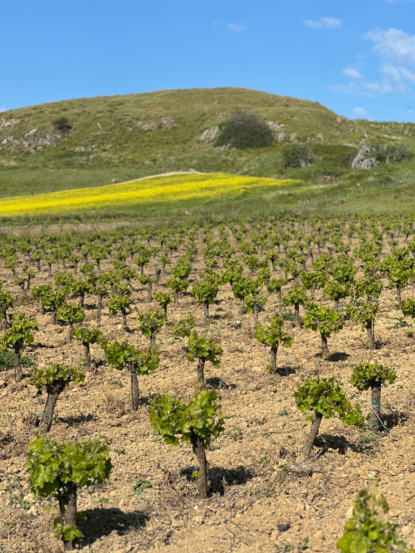 Garalis Winery - 7