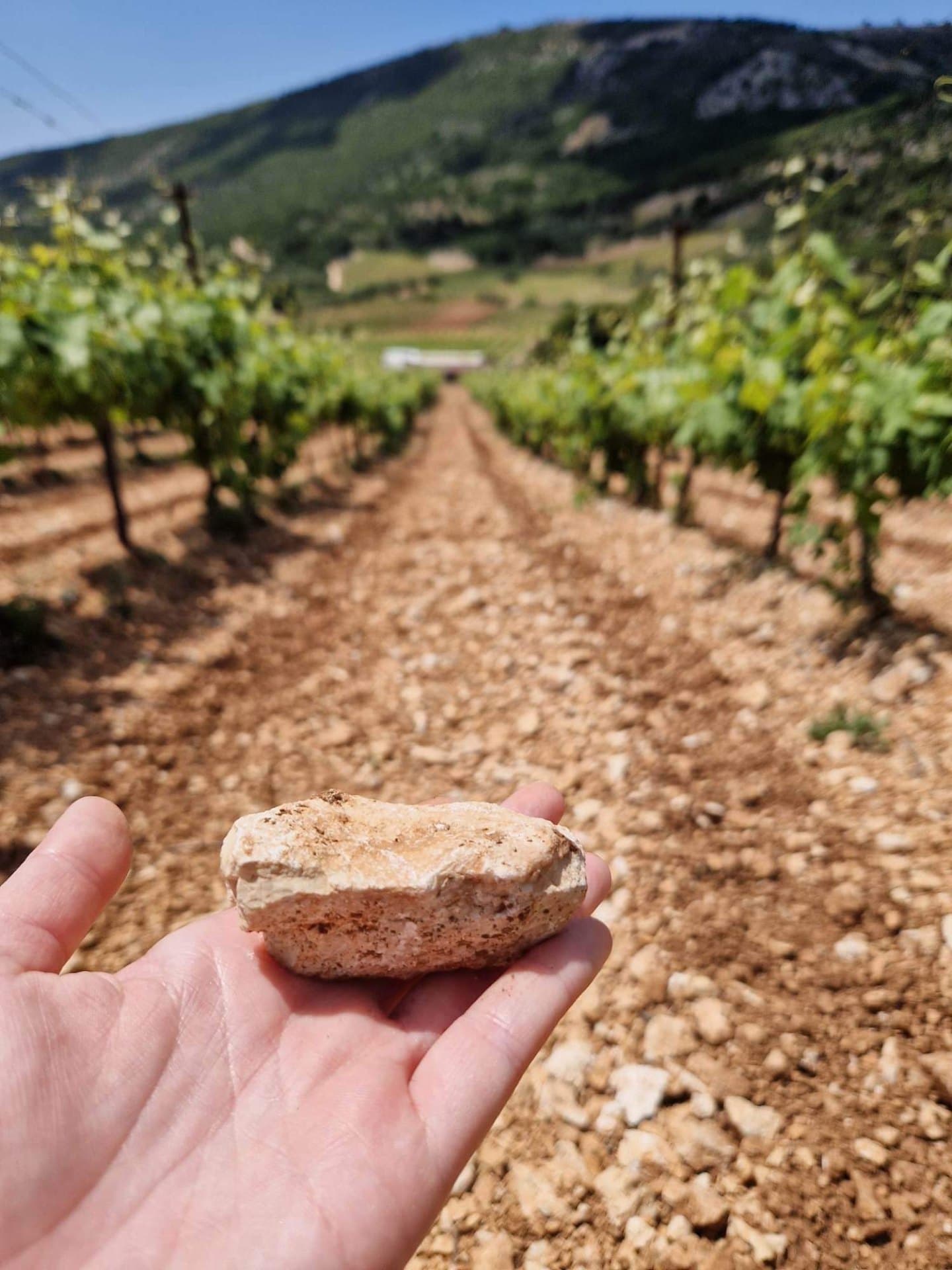 Gentilini Winery & Vineyards - 5