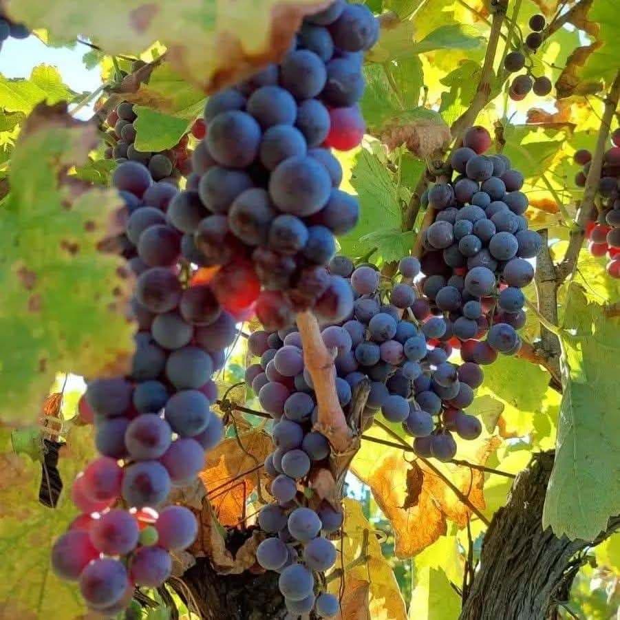 Kalogris Organic Winery - 40