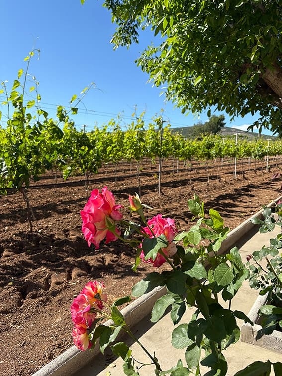 Armathos Winery - 16