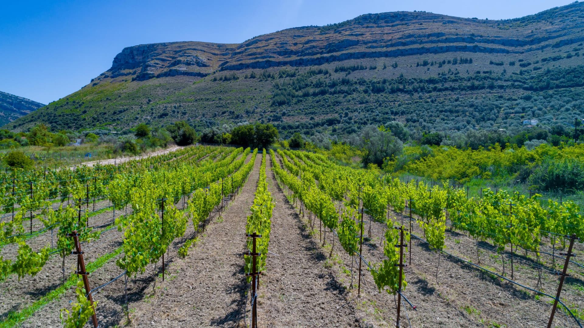 Zervas Winery - 49