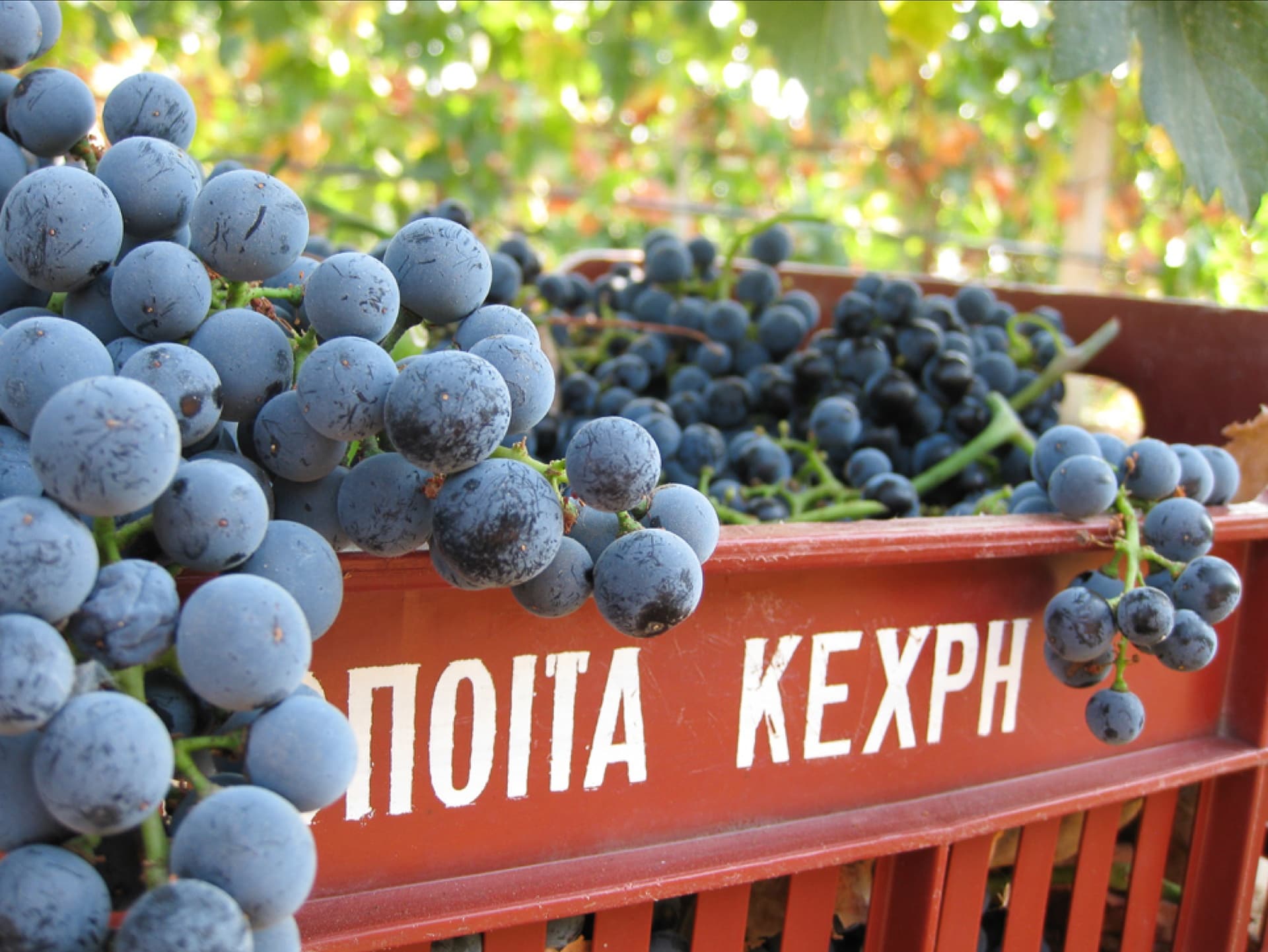 Kechris Winery - 6