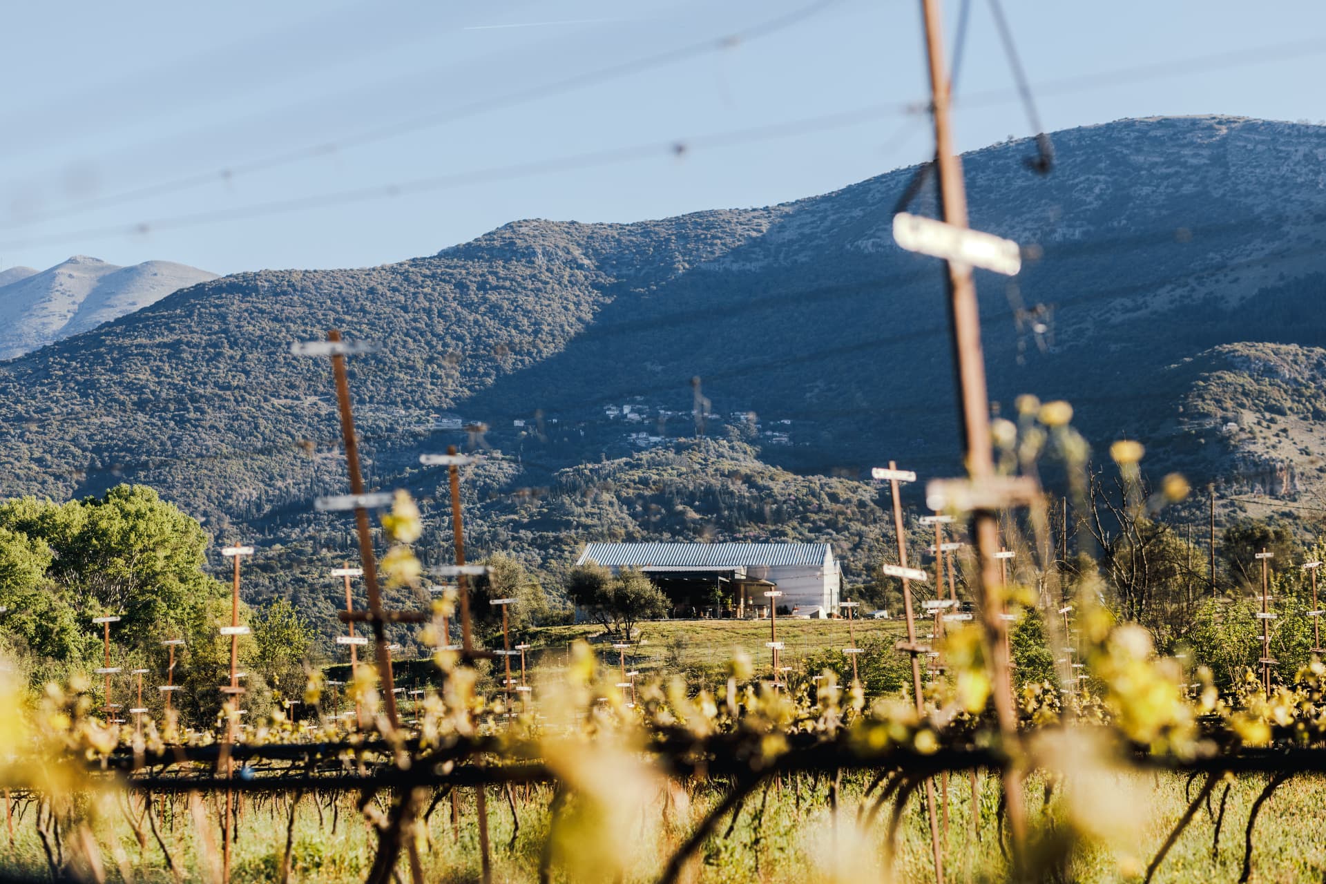 Zervas Winery - 18