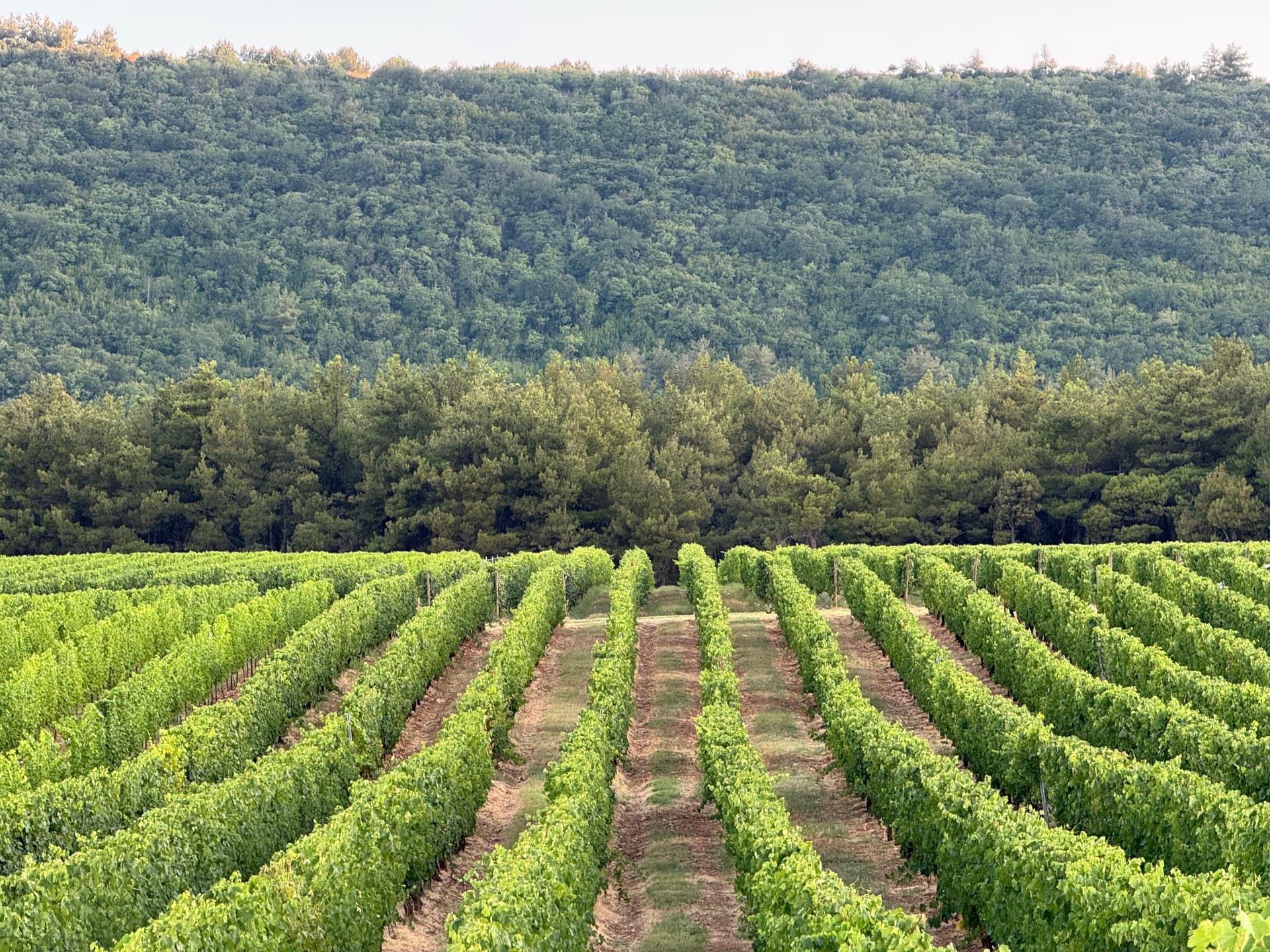 Terroir