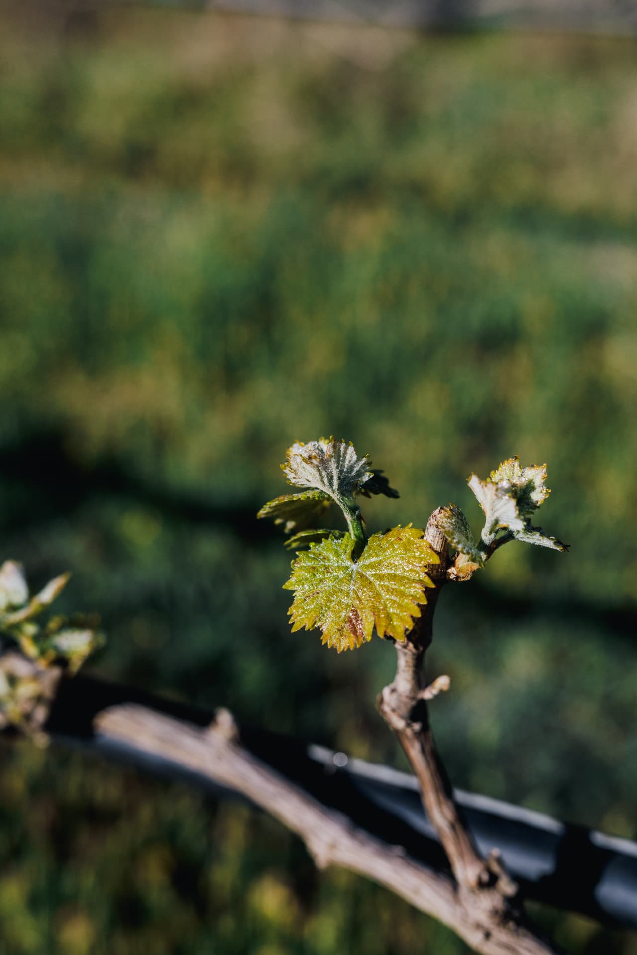 Zervas Winery - 17