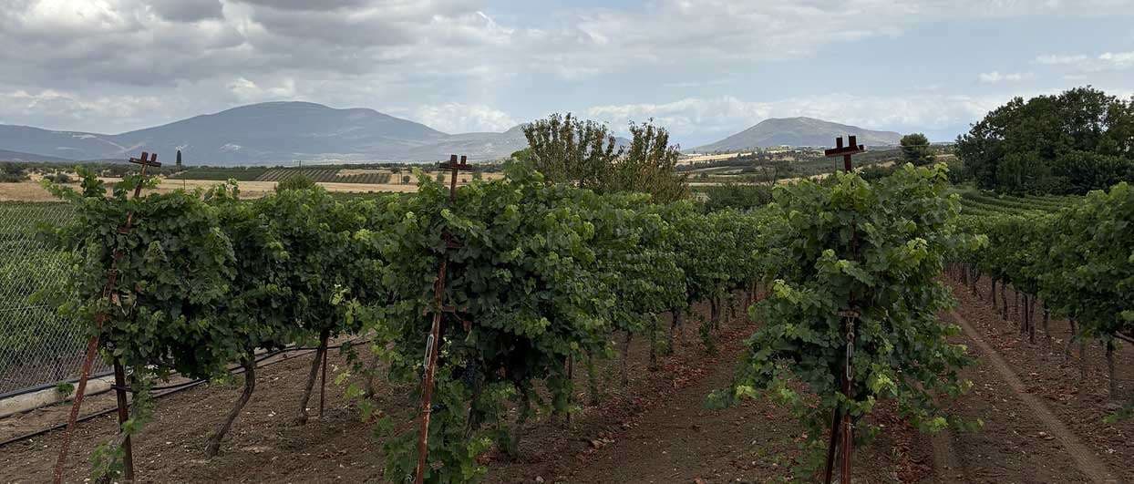 Armathos Winery - 11