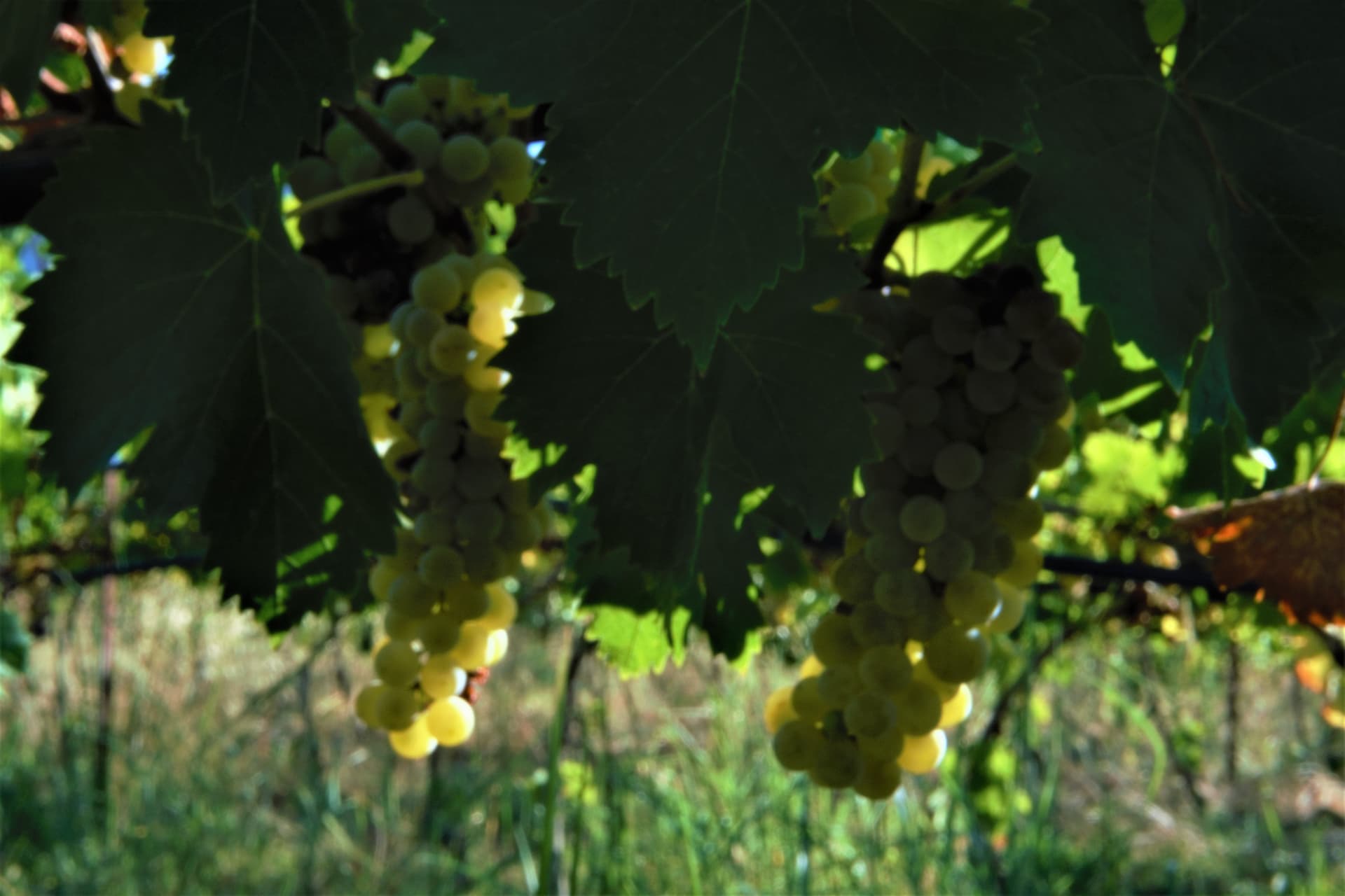 Zervas Winery - 21