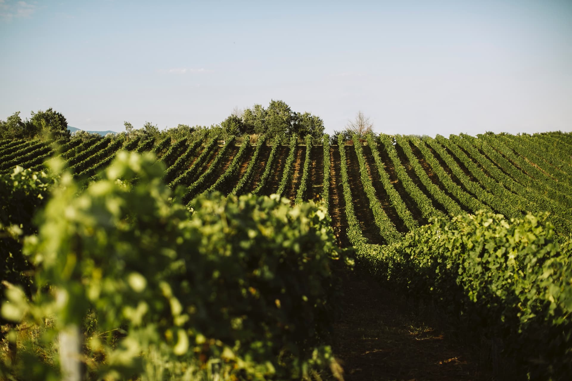 Taste the Terroir