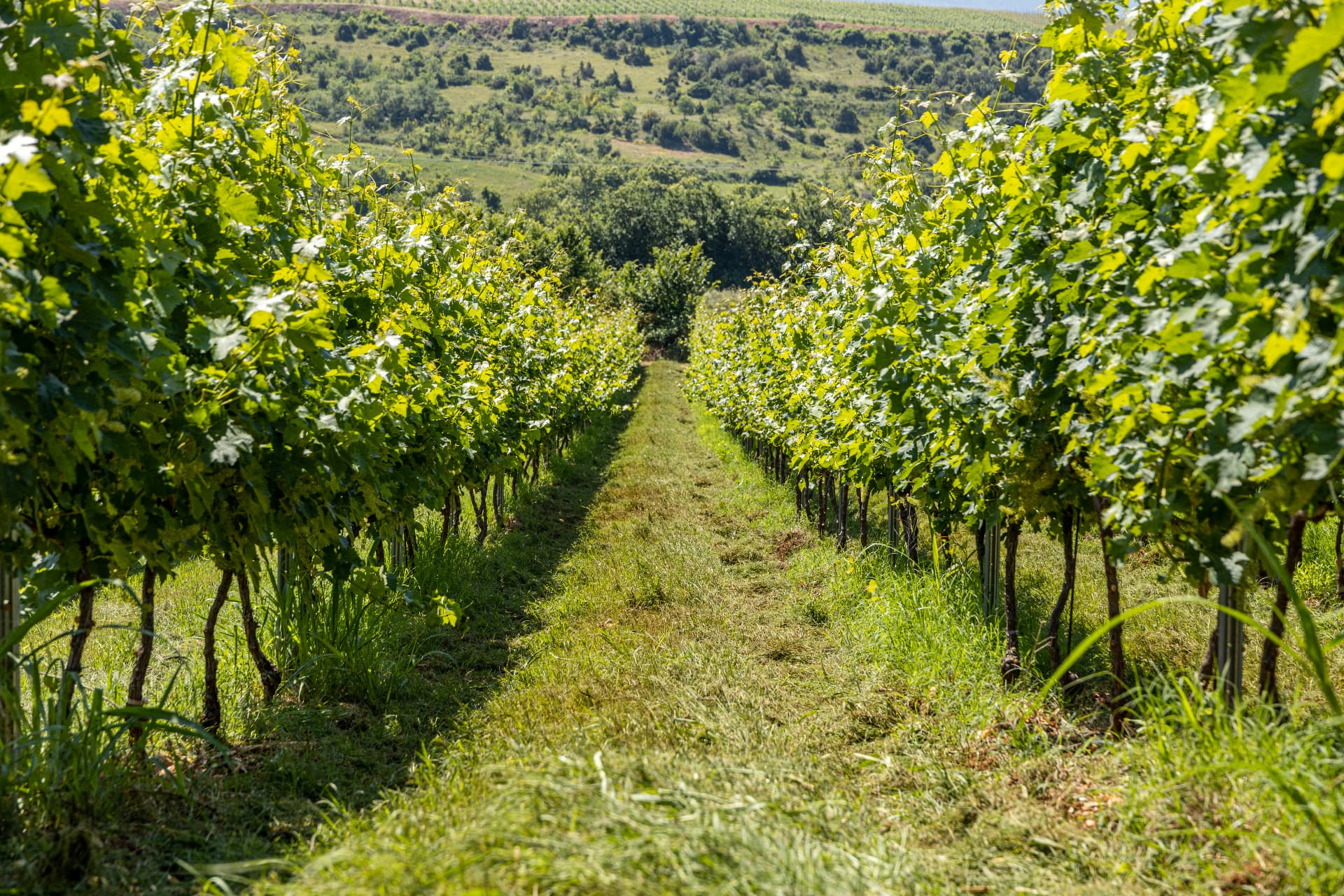 Terroir