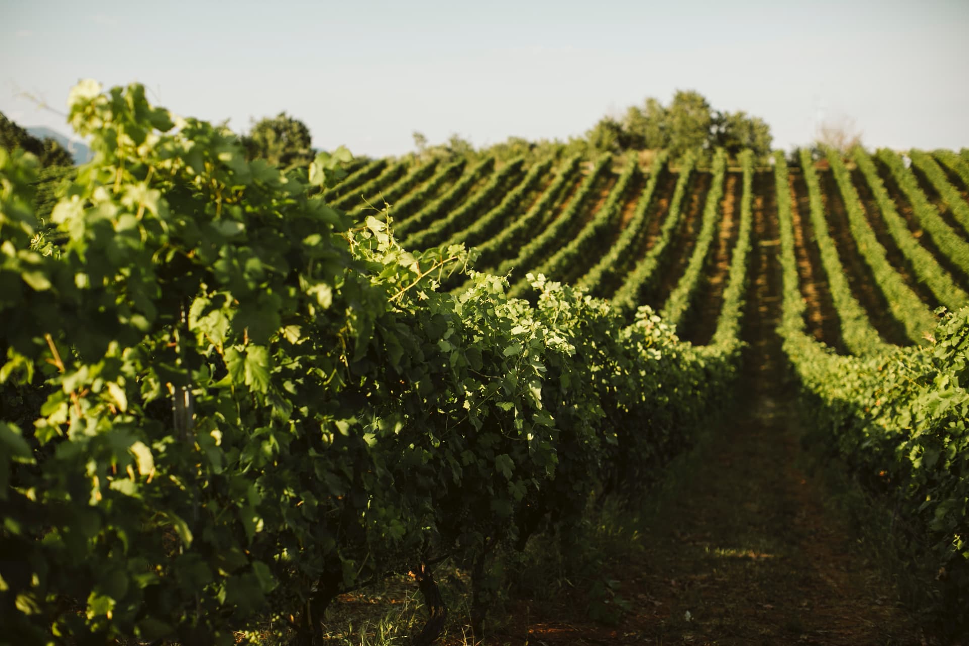 Terroir